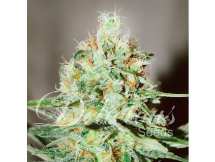 Delicious Seeds, Jagg Kush, feminized (Balení 3 ks)