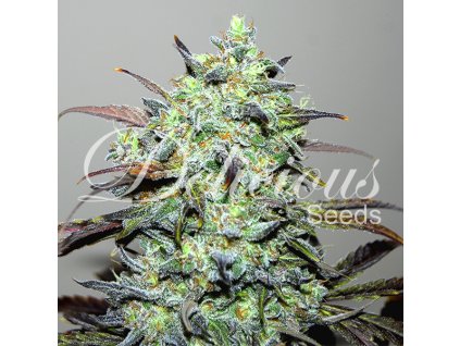 72666 delicious seeds eleven roses feminized