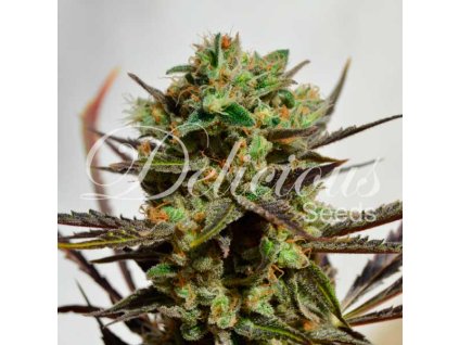 72681 delicious seeds delicious candy feminized