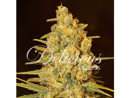 Delicious Seeds, Critical Sensi Star, feminized (Balení 5 ks)