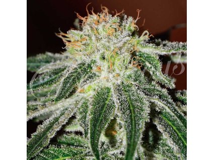 72705 delicious seeds black russian feminized