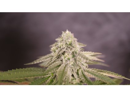 72714 delicious seeds bay burger feminized