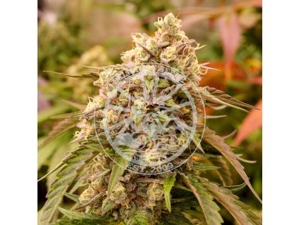 Delicious Seeds, Sunday Punch, feminized (Balení 10 ks)