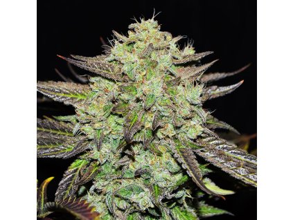 72738 delicious seeds purple mango kush feminized