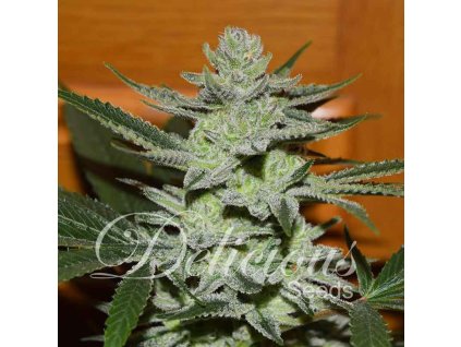 Delicious Seeds, Unknown Kush, feminized (Balení 10 ks)