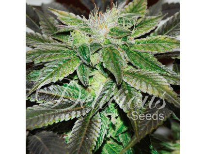 72768 delicious seeds sugar candy feminized
