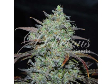 72801 delicious seeds marmalate feminized