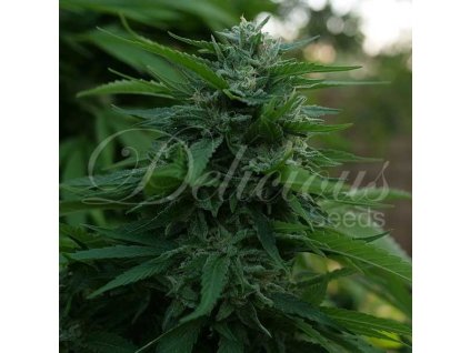 72813 delicious seeds lord kush feminized