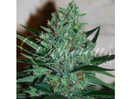 72819 delicious seeds fruity chronic juice feminized