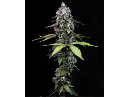 Barney´s Farm Zoap, feminized (Balení 5 ks)