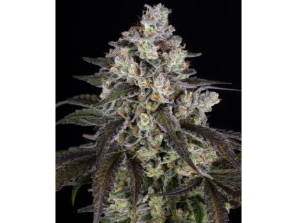 Barney´s Farm Trainwreck, feminized (Balení 3 ks)