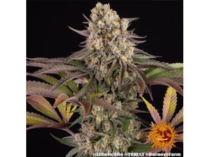 72882 barney s farm limoncello feminized
