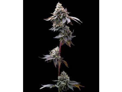 72903 barney s farm gmo cookies feminized
