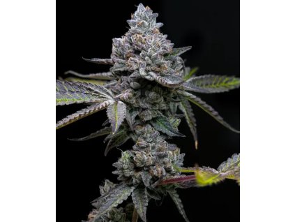 Barney´s Farm Apple Fritter, feminized (Balení 3 ks)