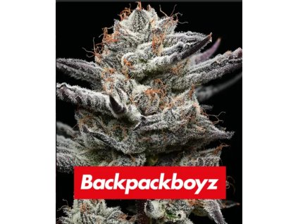 72939 barney s farm black cherry gushers feminized