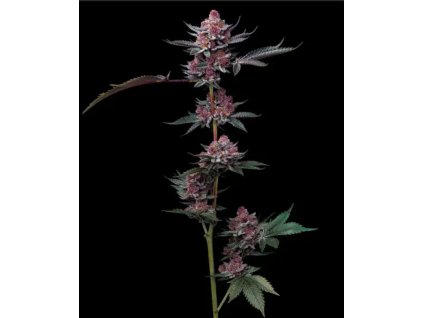72942 barney s farm cherry poppers feminized