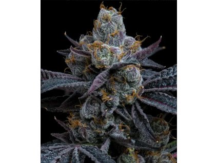 Barney´s Farm White Runtz, feminized (Balení 10 ks)