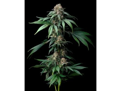 Barney´s Farm Mendo Breath, feminized (Balení 10 ks)