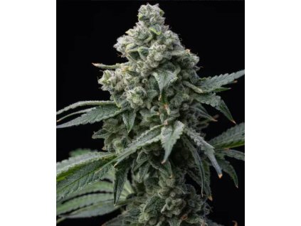 Barney´s Farm Bruce Banner, feminized (Balení 5 ks)