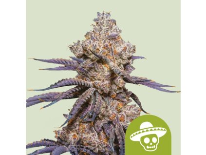 72996 royal queen seeds mexican rush auto feminized autoflowering