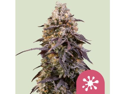 73002 royal queen seeds sticky queen feminized