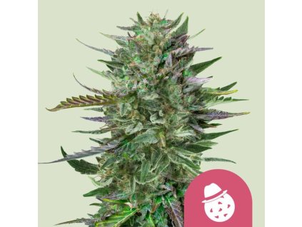 Royal Queen Seeds Do-si-dos, feminized, (Balení 10 ks)