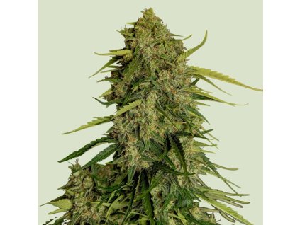 73038 royal queen seeds atlas f1 cbd cbd feminized