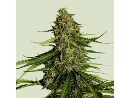 Royal Queen Seeds Gaia F1, autoflowering feminized, (Balení 3 ks)