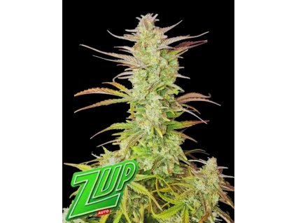 Fast Buds Z-Up Auto, feminized autoflowering (Balení 1 ks)