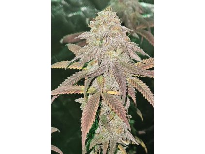 Fast Buds Lemonpaya, feminized (Balení 1 ks)