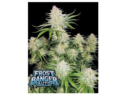 Fast Buds Frostbanger Auto, feminized autoflowering (Balení 1 ks)