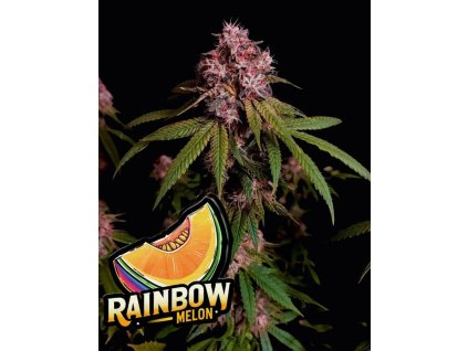 Fast Buds Rainbow Melon, feminized (Balení 5 ks)