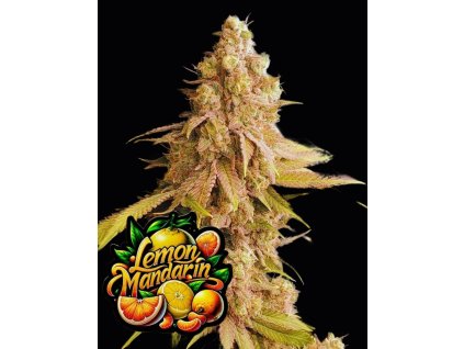 73122 fast buds lemon mandarin feminized