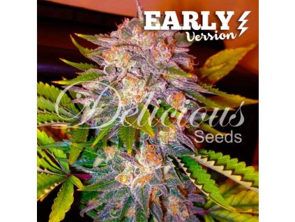73140 delicious seeds caramelo candy early version feminized