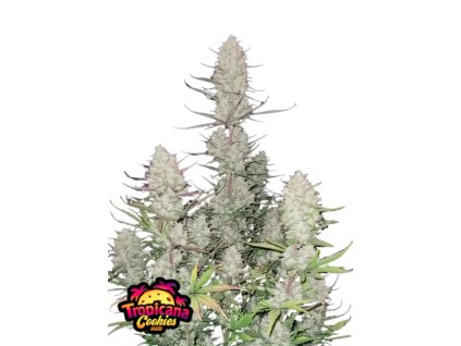 73155 fast buds tropicana cookies auto autoflowering feminized
