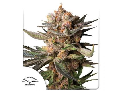 73167 dutch passion auto frozen biscotti feminized autoflowering