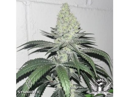 73212 symbiotic genetics golden beast amarelo line feminized