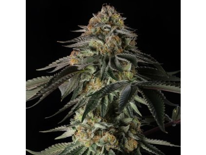 73269 silent seeds rainbow gas feminized