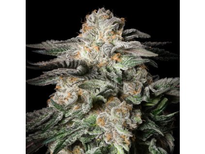 73281 silent seeds mint candy feminized