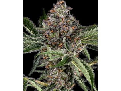 Sensi Seeds Papaya Jealousy, feminized (Balení 3+1 ks)