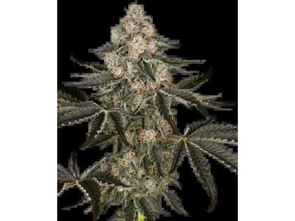 73305 sensi seeds sauvignon blanc automatic feminized autoflowering