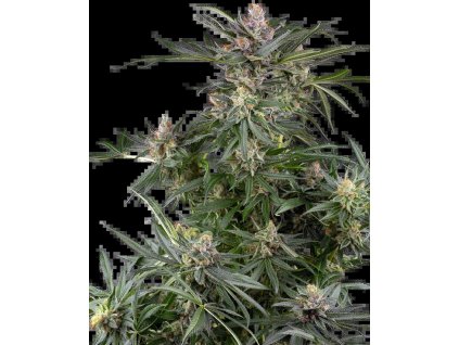 Sensi Seeds Dosimosa, feminized (Balení 10+ks)
