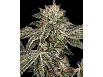 Sensi Seeds Runtz Automatic, feminized autoflowering (Balení 10+4 ks)