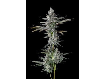 73338 paradise seeds x compound genetics guwop green eye candy collection feminized 7ks