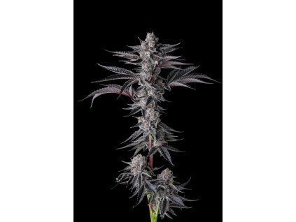 73341 paradise seeds x compound genetics new money eye candy collection feminized 7ks
