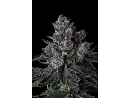 73344 paradise seeds x compound genetics eye candy collection old money feminized 7ks