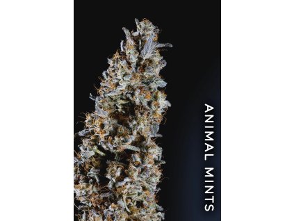 73347 paradise seeds x compound genetics the mentol collection animorph mints feminized 5ks