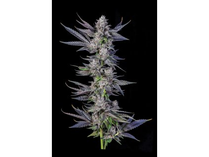 73353 paradise seeds x compound genetics runtz carlton eye candy collection feminized 7ks