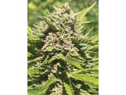 73371 humboldt seed company banana melt feminized