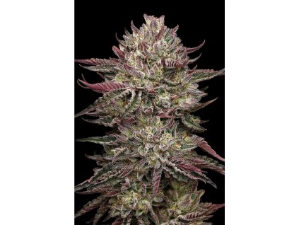 73374 humboldt seed company chicken n wafflez feminized
